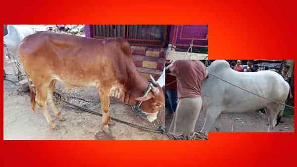 Thief halchal: తెలుగురాష్ట్రాల్లో పశువుల దొంగల హల్చల్.. నిషారాత్రిలో హుషారుగా చోరీలు..
