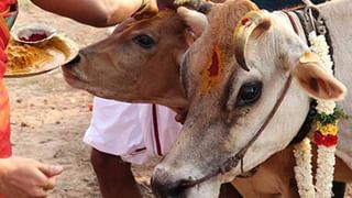 Tirumala :  తిరుమలలో సినీనటుడు రాజేంద్రప్రసాద్ ఆసక్తికర వ్యాఖ్యలు