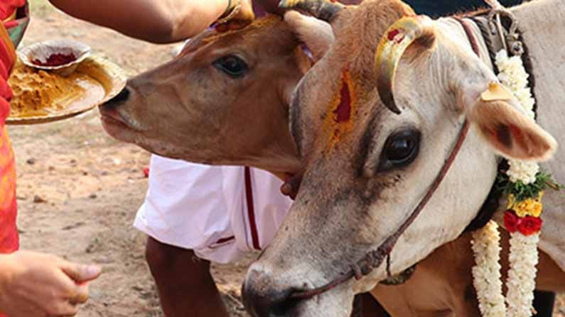 Cow : కాకరేపుతోన్న ఎమ్మిగనూరు ఎమ్మెల్యే చెన్నకేశవరెడ్డి గోవులపై చేసిన కామెంట్