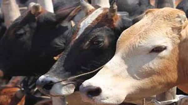 Bajrang Dal: గో రక్ష కార్యకర్తలపై దాడికి పాల్పడాలంటూ రెచ్చగొట్టే ఆరోపణలు చేసిన వ్యక్తిపై కేసు నమోదు