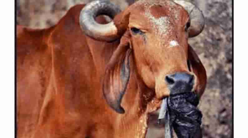 Cows: ఆవులు ప్లాస్టిక్ ను జీర్ణించుకోగలవు.. దాని కోసం వాటి కడుపులో ప్రత్యేక అమరిక..వెల్లడించిన శాస్త్రవేత్తలు