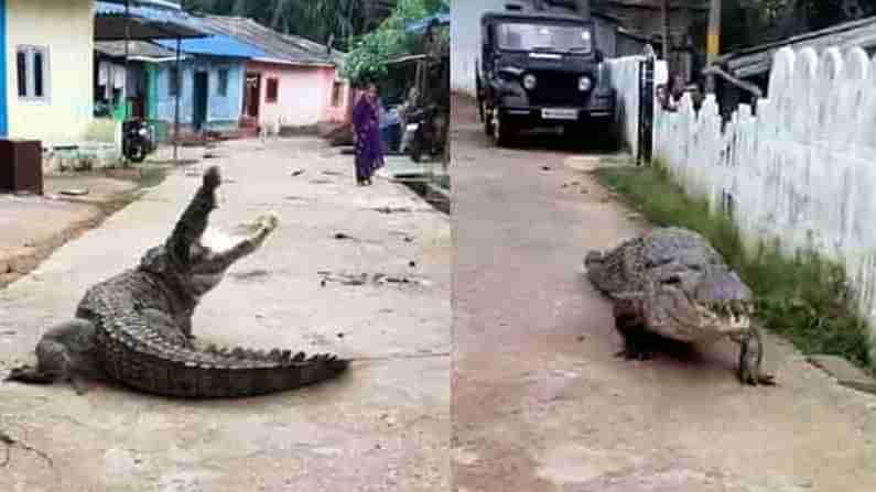 Viral Video: జనారణ్యంలో మొసలి విహారయాత్ర.. భయంతో పరుగులు తీసిన గ్రామస్థులు.. షాకింగ్ వీడియో..