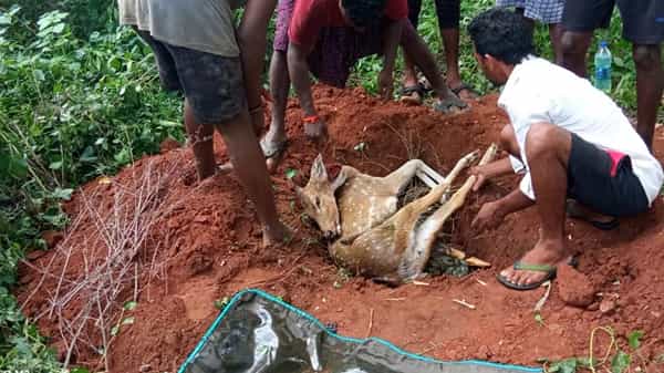 Andhra Pradesh: అయ్యో పాపం.. ఊర కుక్కల దాడిలో మరణించిన అడవి దుప్పి..!
