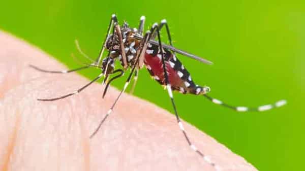Dengue Fever: భాగ్యనగరాన్ని వణికిస్తున్న సీజనల్ వ్యాధులు..మూడురోజులుగా 65 డెంగీ అనుమానిత కేసులు