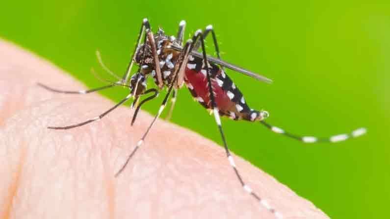 Dengue Fever: భాగ్యనగరాన్ని వణికిస్తున్న సీజనల్ వ్యాధులు..మూడురోజులుగా  65 డెంగీ అనుమానిత కేసులు