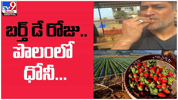 Dhoni Farming: బర్త్ డే రోజు మిస్టర్ కూల్... పొలంలో ఎలా ఎంజాయ్ చేసాడో మీరే చూడండి.... ( వీడియో )