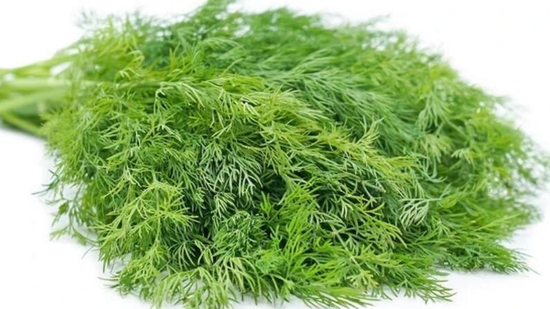 Health Benfits of Dill Leaves: మెంతి ఆకులతో బోలెడు ప్రయోజనాలు.. తెలుసుకుంటే అస్సలు వదిలిపెట్టరు!