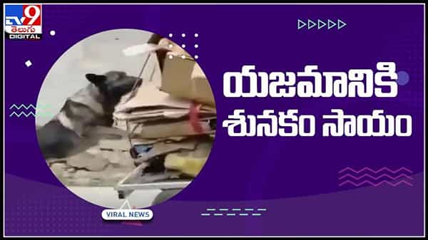 యజమానికి శునకం సాయం...విశ్వాసానికి చిరునామా గా మరోసారి రుజువు..వైరల్ అవుతున్న వీడియో..:Dog Video.
