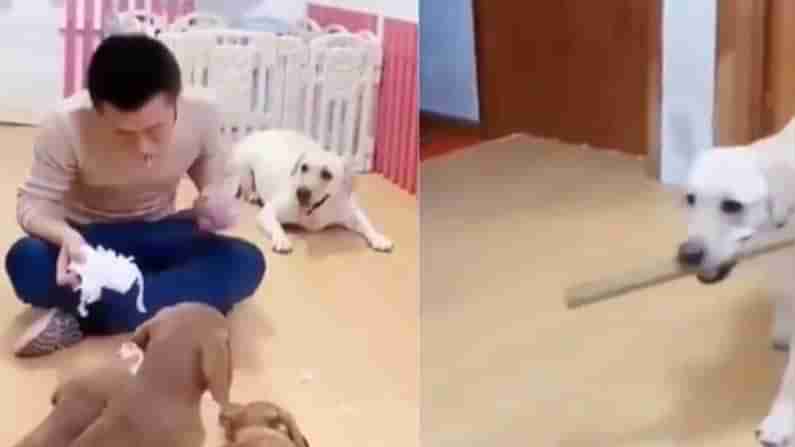 Dog Viral Video: వామ్మో ఇది మామూలు కుక్క కాదు.. అడ్డుకుంది అనుకుంటే, పెద్ద స్కెచ్చే వేసిందిగా..!