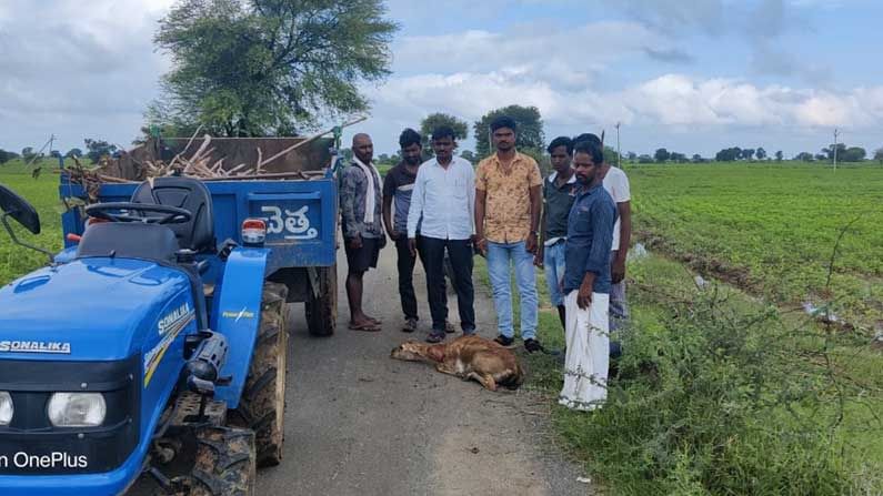 Attack on Deer: నిర్మల్ జిల్లా తానూర్ మండలంలో కుక్కల దాడిలో జింకకు గాయాలు