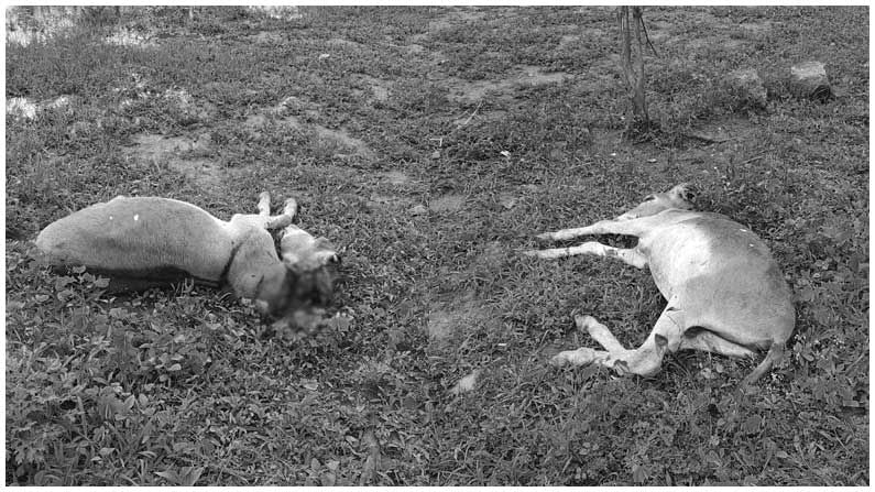 Donkeys Killed: అమానుషం.. గాడిదలు అరిచాయని కత్తితో విచక్షణారహితంగా దాడి.. అక్కడికక్కడే..