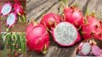 Dragon Fruit Benefits: డ్రాగన్‌ ఫ్రూట్‌ గురించి మీకు తెలుసా..? ప్రయోజనాలు ఏంటో తెలిస్తే వదిలిపెట్టరు..!