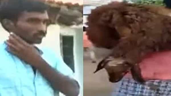 Telangana: ఆ గ్రామంలో భయం భయం... పశువుల రక్తం తాగుతున్న సైకో.. తాజాగా లేగదూడను చంపి..