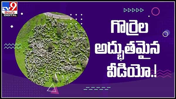 గొర్రెల అద్భుతమైన షో ఏడు నెలలు శ్రమించి తీసిన కళ్ళను మైమరపించే అరుదైన వీడియో..:Sheeps viral Video.