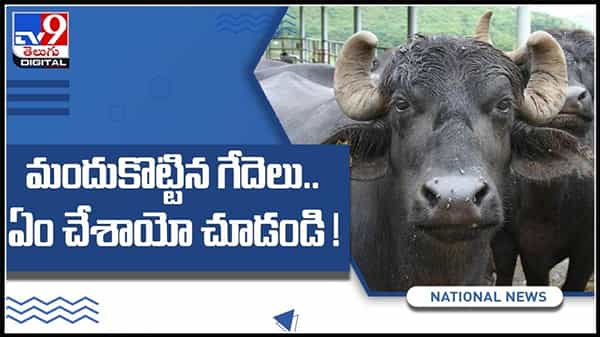 ‘మందు కొట్టిన గేదెలు’ఆ తరువాత ఏం చేశాయో చూడండి..!వైరల్ అవుతున్న వీడియో..:Drunk Buffaloes Viral Video.