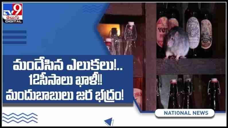 మందేసిన ఎలుకలు 12 సీసాలు ఖాళీ..!మందుబాబులు జాగ్రత్త పోటీకు రెడీగా..వైరల్ అవుతున్న వీడియో : Rats Drunk video.