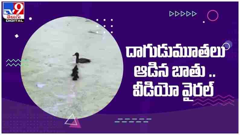 Viral Video: పిల్లలతో దాగుడు మూతలు ఆడిన ఓ క్రేజీ బాతు...!! నెట్టింట వీడియో వైరల్