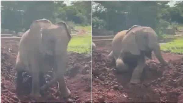 Viral Video: మట్టిలో తెగ ఎంజాయ్ చేస్తున్న గున్న ఏనుగు.. ముచ్చటేస్తున్న వీడియోకు నెటిజన్లు ఫిదా..