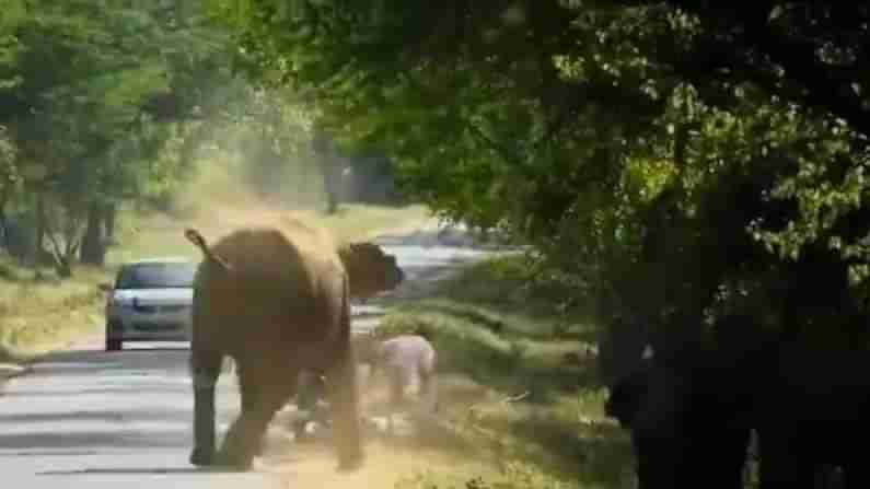 Elephant: ఓవర్ కాన్ఫిడెన్స్‌తో ఏనుగుల ముందుకెళ్లారు.. ఆ తరువాత లుంగీ చేతపట్టి పరుగులు తీశారు.. ఫన్నీ వీడియో..