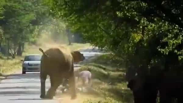 Elephant: ఓవర్ కాన్ఫిడెన్స్తో ఏనుగుల ముందుకెళ్లారు.. ఆ తరువాత లుంగీ చేతపట్టి పరుగులు తీశారు.. ఫన్నీ వీడియో..