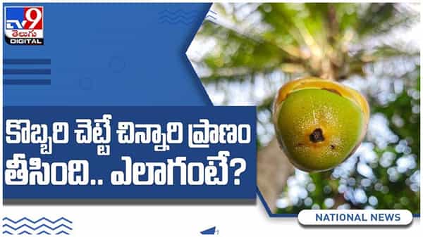 ఇంటి ముందున్న కొబ్బరి చెట్టే చిన్నారి ప్రాణం తీసింది.. ఎలాగంటే...?? ( వీడియో )