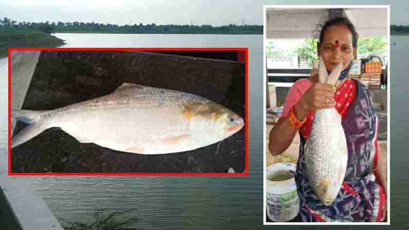 Pulasa Fish: యానాంలో పులస చేప కోసం ఎగబడ్డ జనం.. ఖరీదు ఎంతో తెలుసా?