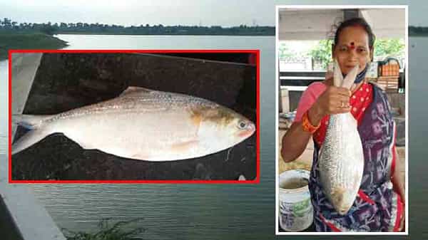 Pulasa Fish: యానాంలో పులస చేప కోసం ఎగబడ్డ జనం.. ఖరీదు ఎంతో తెలుసా?