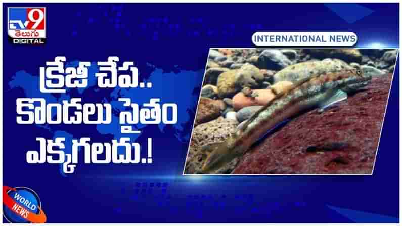 Viral Video: కొండలు సైతం ఎక్కగలిగే చేప గురించి మీకు తెలుసా..?? అయితే ఈ వీడియో తప్పక చూడాల్సిందే..!! వీడియో