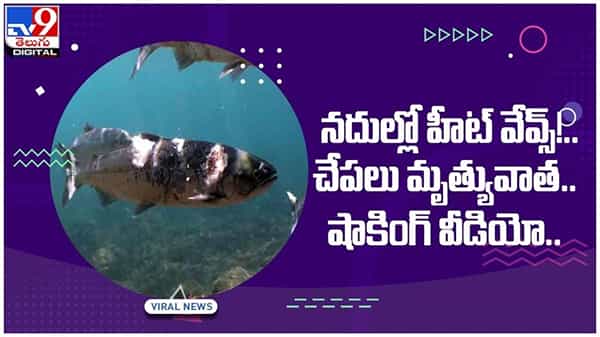 Shocking Video: కొలంబియాలోని నదుల్లో హీట్ వేవ్స్..! చేపలు మృత్యువాత.. వీడియో