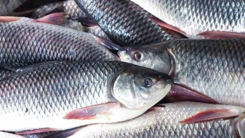 Fresh Fish: మార్కెట్‌లో దొరికే చేపలు తాజాగా ఉన్నాయో లేదో ఈ సింపుల్ చిట్కాల ద్వారా తెలుసుకోండి!