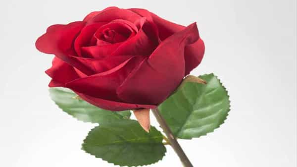 Flower dont die: వికసించిన పువ్వు ఎల్లకాలం అలానే.. అదే అందంతో ఉంటే..! ఇలా చేస్తే సరి.!
