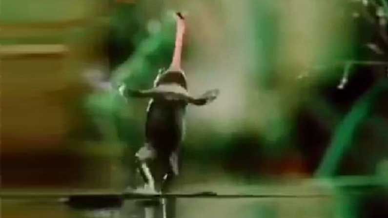 Viral Video: తనను ఆహారంగా తిందామనుకున్న కప్పకు చుక్కలు చూపించిన కందిరీగ.. వైరల్ వీడియో