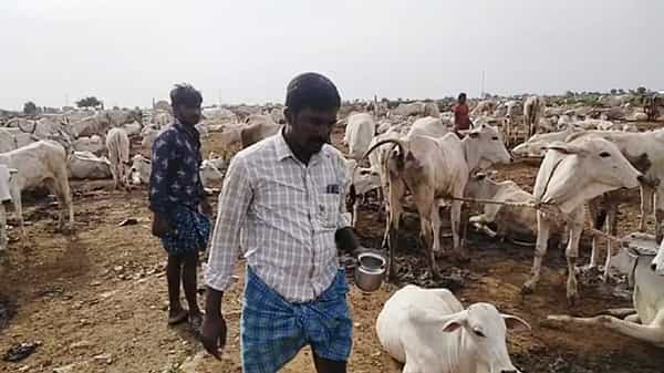 Free Milk: ఆవు పాలు ఉచితం.. అడిగితే ఆవును కూడా ఉచితంగా ఇచ్చేస్తారు.. ఎక్కడో కాదు మన తెలుగు రాష్ట్రంలోనే..