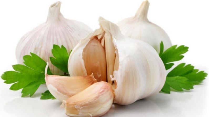 Garlic Farming : వెల్లుల్లి సాగుతో అధిక లాభాలు..! ఇలా చేస్తే మంచి దిగుబడి మీ సొంతం..