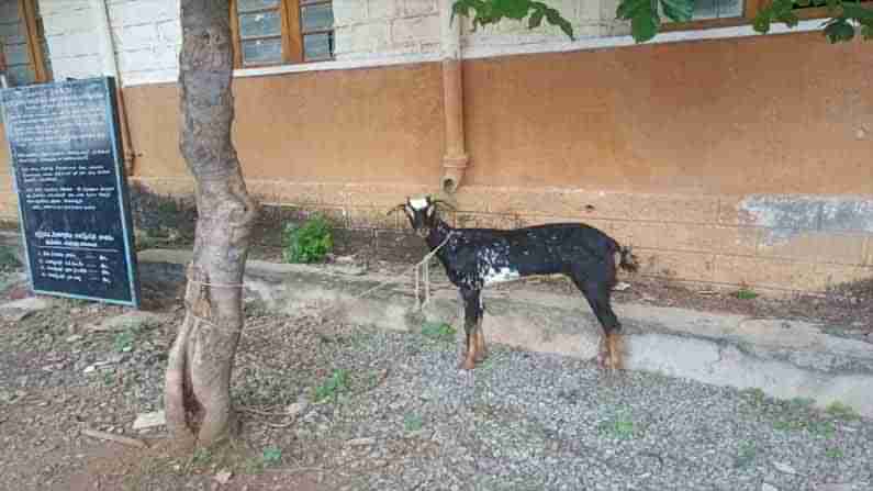 Goat Detention: తప్పు చేసిందని మూగ జీవిని తాళ్లతో కట్టేసిన మున్సిపల్ సిబ్బంది.. అంత పెద్ద తప్పు ఏంచేసిందబ్బా..?