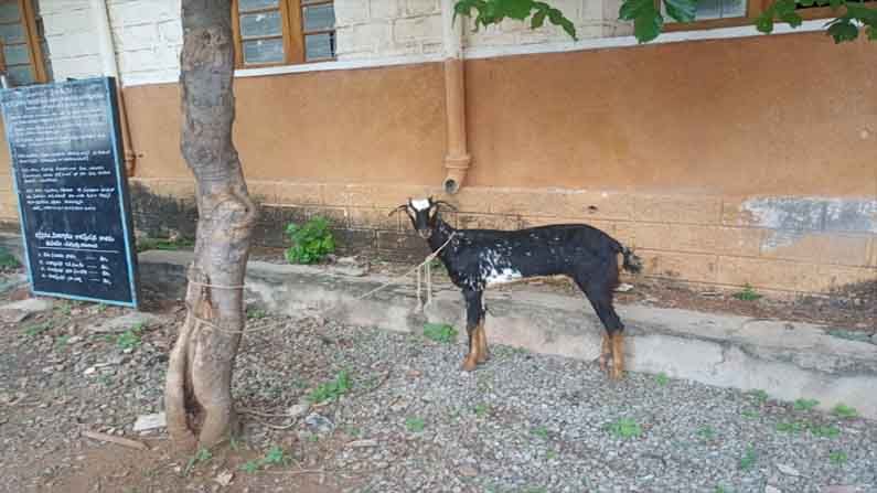 Goat Detention: తప్పు చేసిందని మూగ జీవిని తాళ్లతో కట్టేసిన మున్సిపల్ సిబ్బంది.. అంత పెద్ద తప్పు ఏంచేసిందబ్బా..?