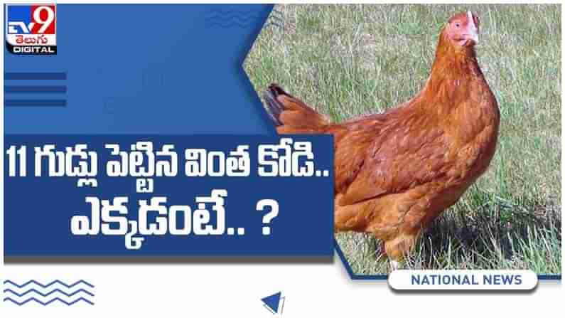 Viral Video: ఒకే రోజులో ఏకంగా 11 గుడ్లు పెట్టి వార్తల్లో నిలిచిన బంగారు కోడి పెట్ట.. ఎక్కడంటే..?? ( వీడియో )