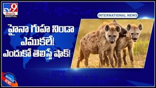 Viral Video: మీరెప్పుడైనా కుక్క సైకిల్ తొక్కడం చూశారా.? మాములుగా ఉండదు.. ఈ వీడియో మీకోసమే!