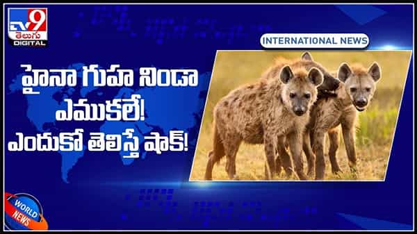 హైనా గుహ నిండా ఎముకలే.. ఎందుకో తెలిస్తే షాక్ !విస్తుపోయే నిజాలు వెల్లడించిన పురావస్తు శాఖ..:Hina cave Video.