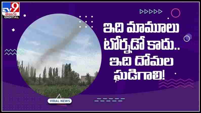 ఇది మాములు టోర్నడో  కాదు..ఇది దోమల సుడిగాలి..!వైరల్ అవుతున్న వీడియో..:Mosquito Tornado Video.