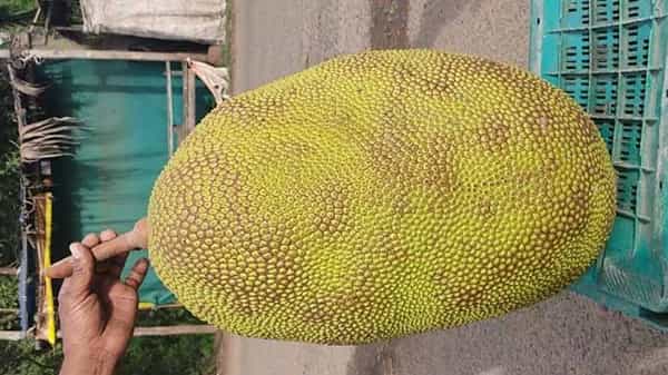 P Gannavaram: జంబో పనస.. వెయిట్ ఎంతో తెలిస్తే షాకవుతారు