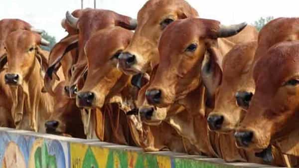 AP CRIME NEWS : చిత్తూరు జిల్లాలో అంతర్రాష్ట్ర ఆవు దొంగల ముఠా అరెస్ట్.. 44 ఆవులు, 2 వ్యాన్లు స్వాధీనం..