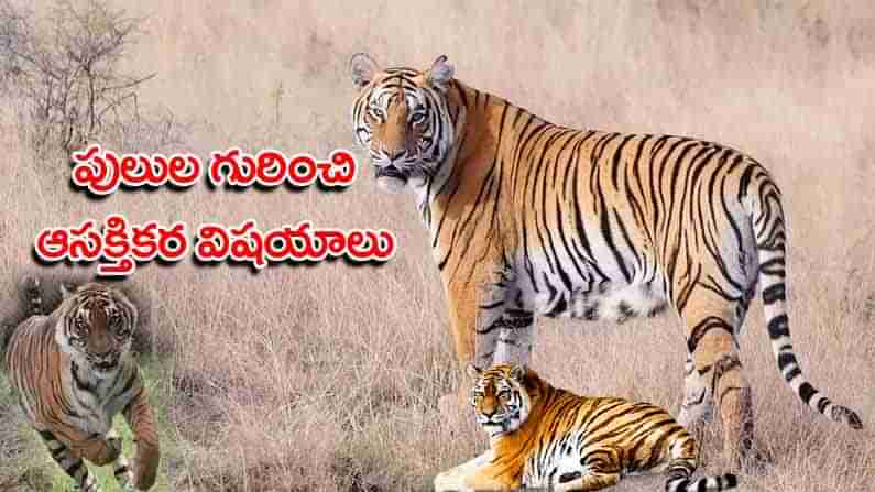 Global Tiger Day: రాత్రుల్లో మనుషుల కంటే పులులు ఆరు రెట్లు బాగా చూడగలవు.. టైగర్స్‌ గురించి ఆసక్తికర విషయాలు..!