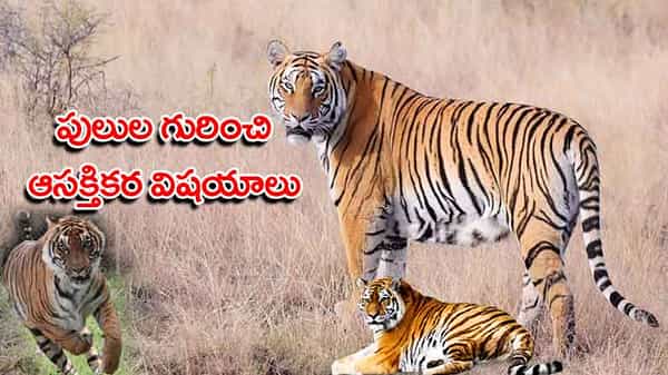 Global Tiger Day: రాత్రుల్లో మనుషుల కంటే పులులు ఆరు రెట్లు బాగా చూడగలవు.. టైగర్స్ గురించి ఆసక్తికర విషయాలు..!