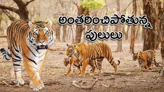 Global Tiger Day: రాత్రుల్లో మనుషుల కంటే పులులు ఆరు రెట్లు బాగా చూడగలవు.. టైగర్స్‌ గురించి ఆసక్తికర విషయాలు..!