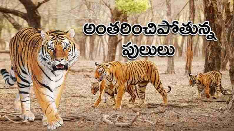 International Tiger Day: పులులను ఎలా లెక్కిస్తారు.. ఐదు పద్దతుల్లో గణాంకాలు.. నేడు అంతర్జాతీయ పులుల దినోత్సవం