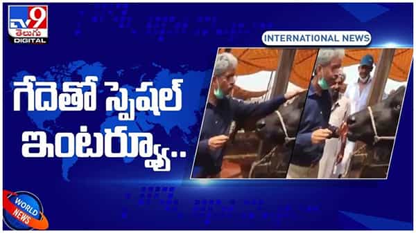 Viral Video: బక్రిద్ సందర్భంగా ఓ గేదెతో ముఖాముఖీ.. వీడియో చూస్తే నవ్వు ఆపుకోలేరు..