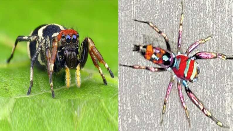 Rare Jumping Spider: ఇంద్రధనస్సు వర్ణాలు, 8 కళ్ళతో ప్రపంచంలో ఎనిమిదవ వింతగా ఖ్యాతిగాంచిన సాలీడు దర్శనం