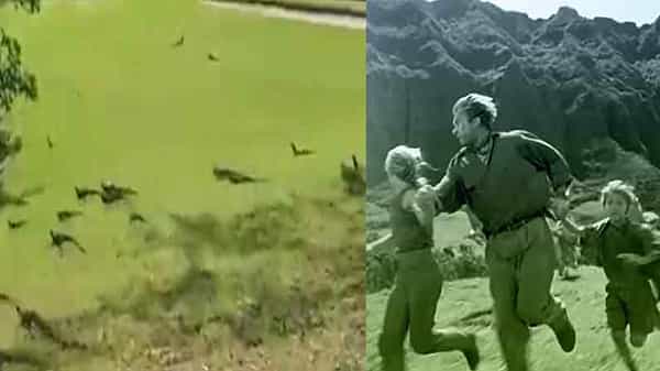 Viral Video: జురాసిక్ పార్క్లోని చిన్నసైజ్ డైనోసార్లను తలపించిన ఉడుములు.. వైరల్ గా మారిన వీడియో