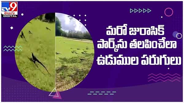 Viral Video: జురాసిక్ పార్క్ మళ్ళీ మొదలైంది అనిపించేలా చేసిన ఉడుములు...!!